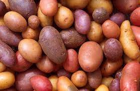 The Shocking Problem of Potatoes (Solanum tuberosum) and Nightshades